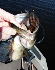 Big Salty B-Bug Spring Bass