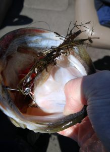 This bass literally inhaled the entire bait!