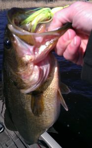 Big early spring bass