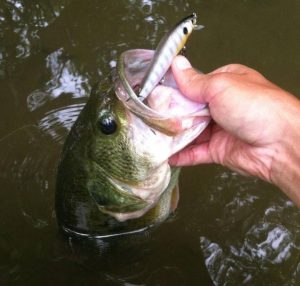 Lure Me In Crankbaits Review